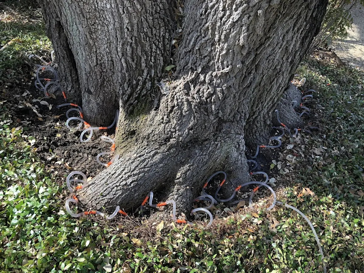 Detailed Tree Cabling and Bracing job site in Addison